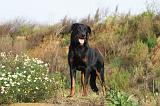 BEAUCERON 337